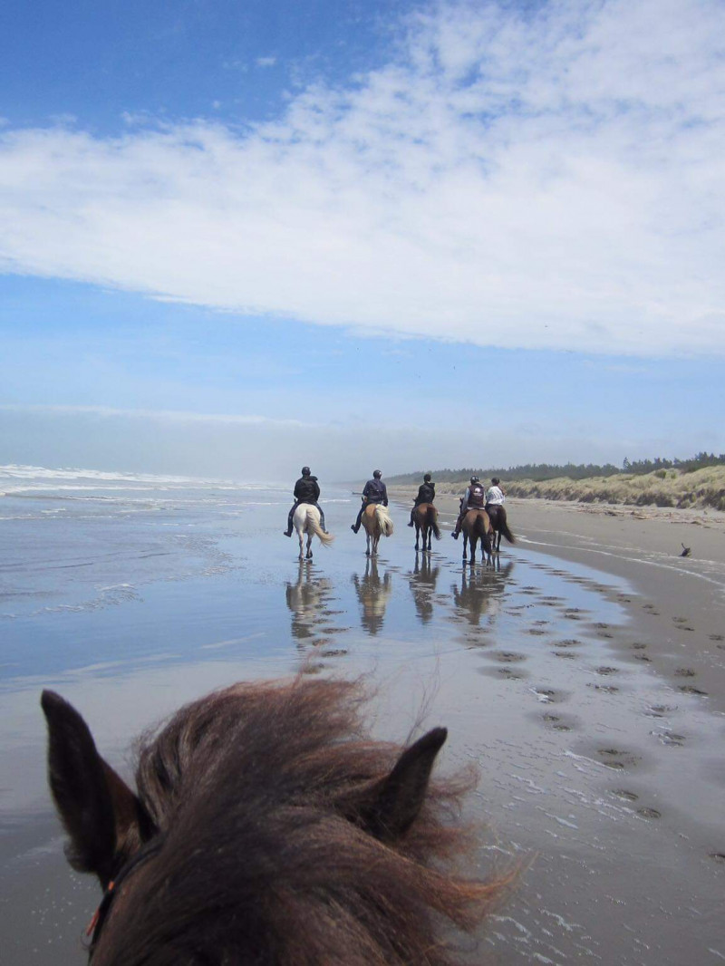 Icelandic Horse Treks 3