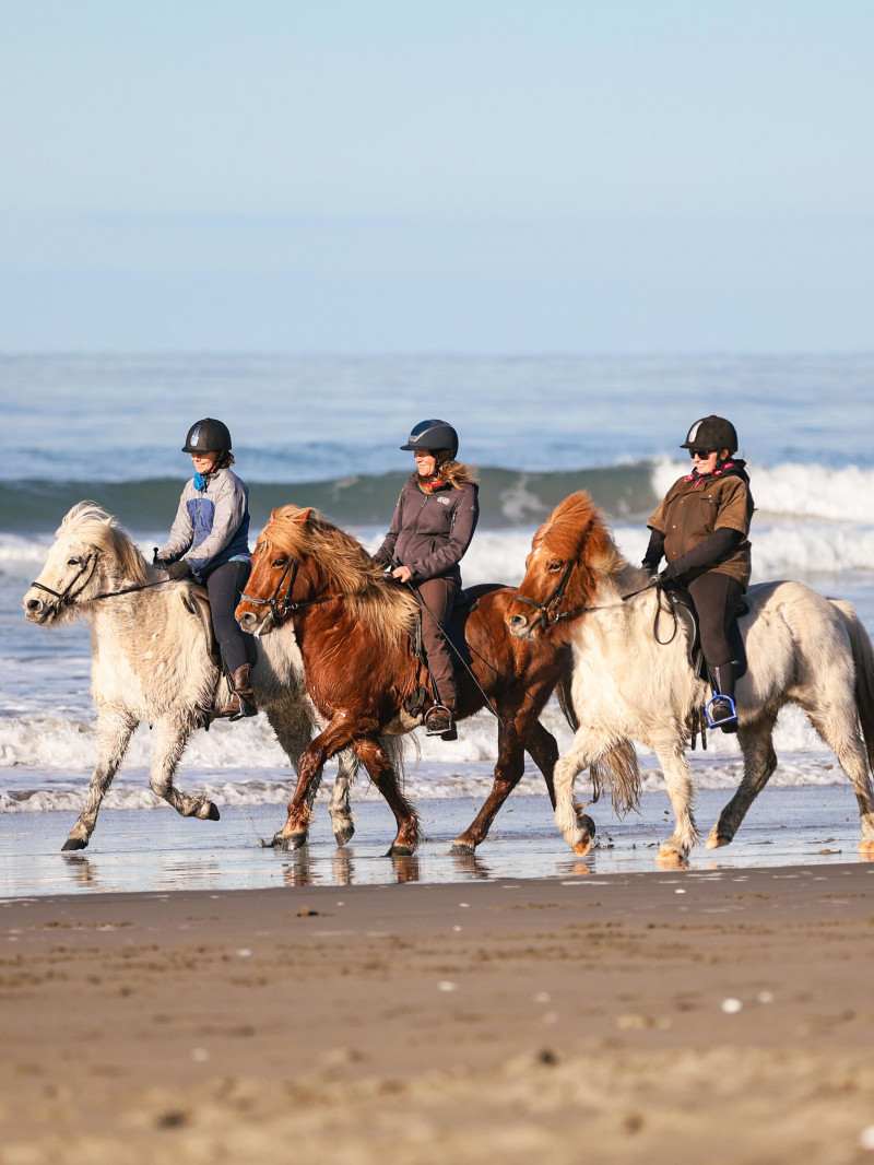 Icelandic Horse Treks 4