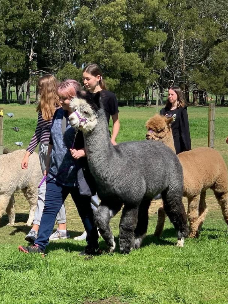 Cornerstone Alpaca Tours, Shop & Cafe 3