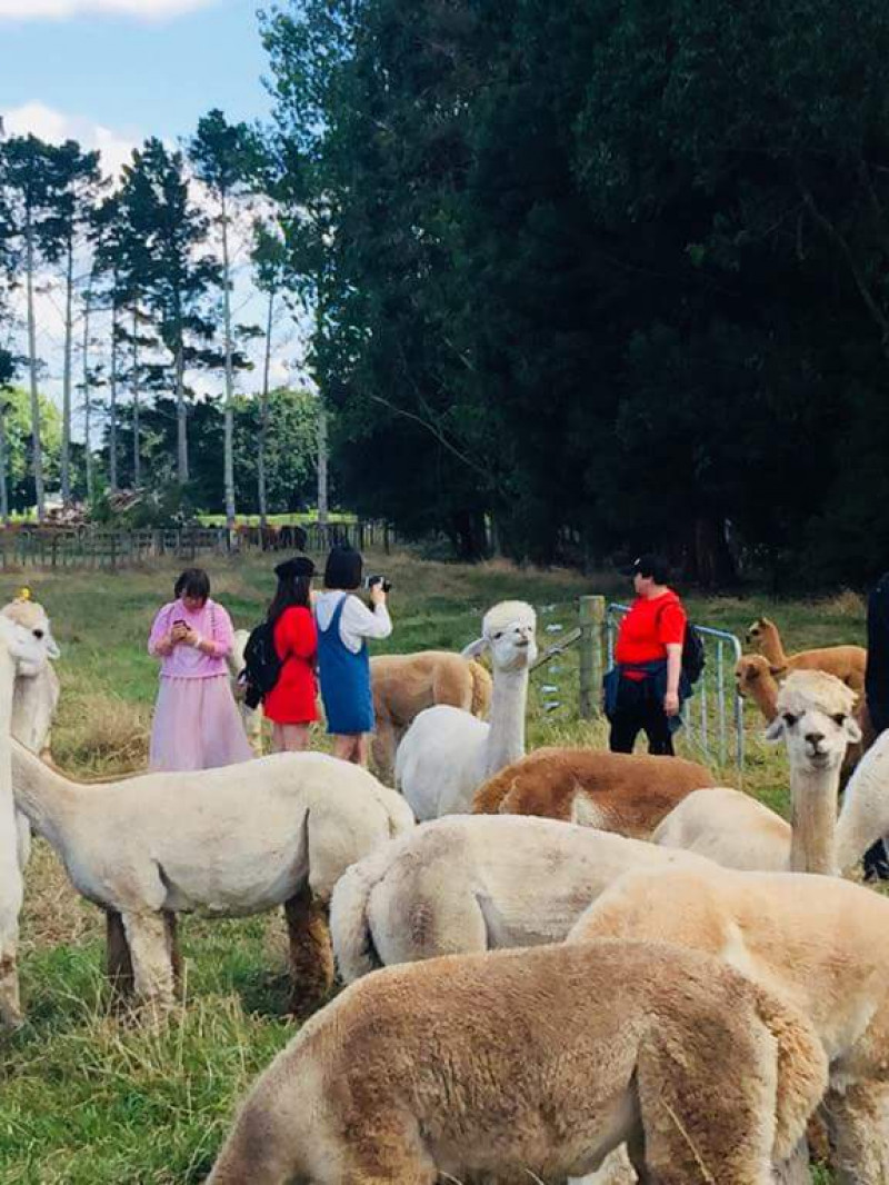 Cornerstone Alpaca Tours, Shop & Cafe 4