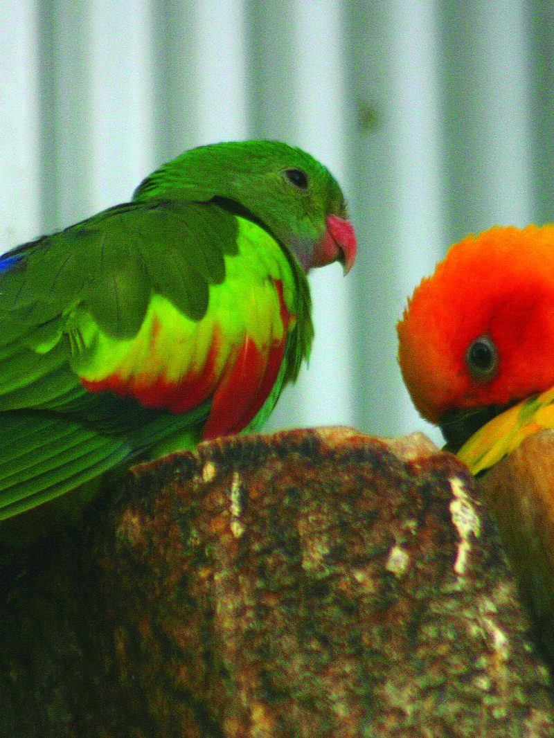 Dunedin Botanic Garden 1