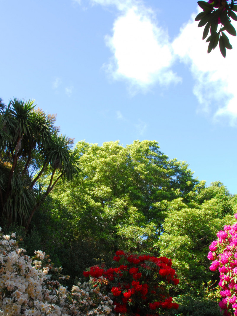 Dunedin Botanic Garden 3