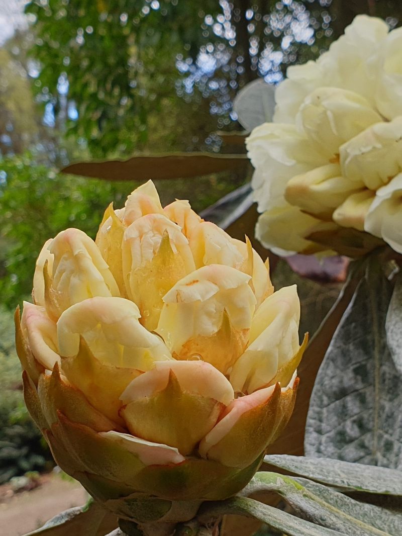 Dunedin Botanic Garden 6