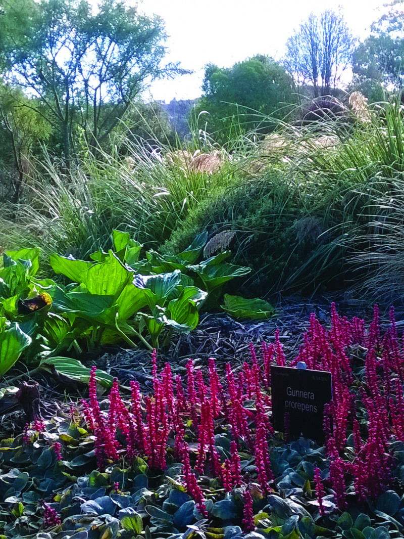 Dunedin Botanic Garden 9
