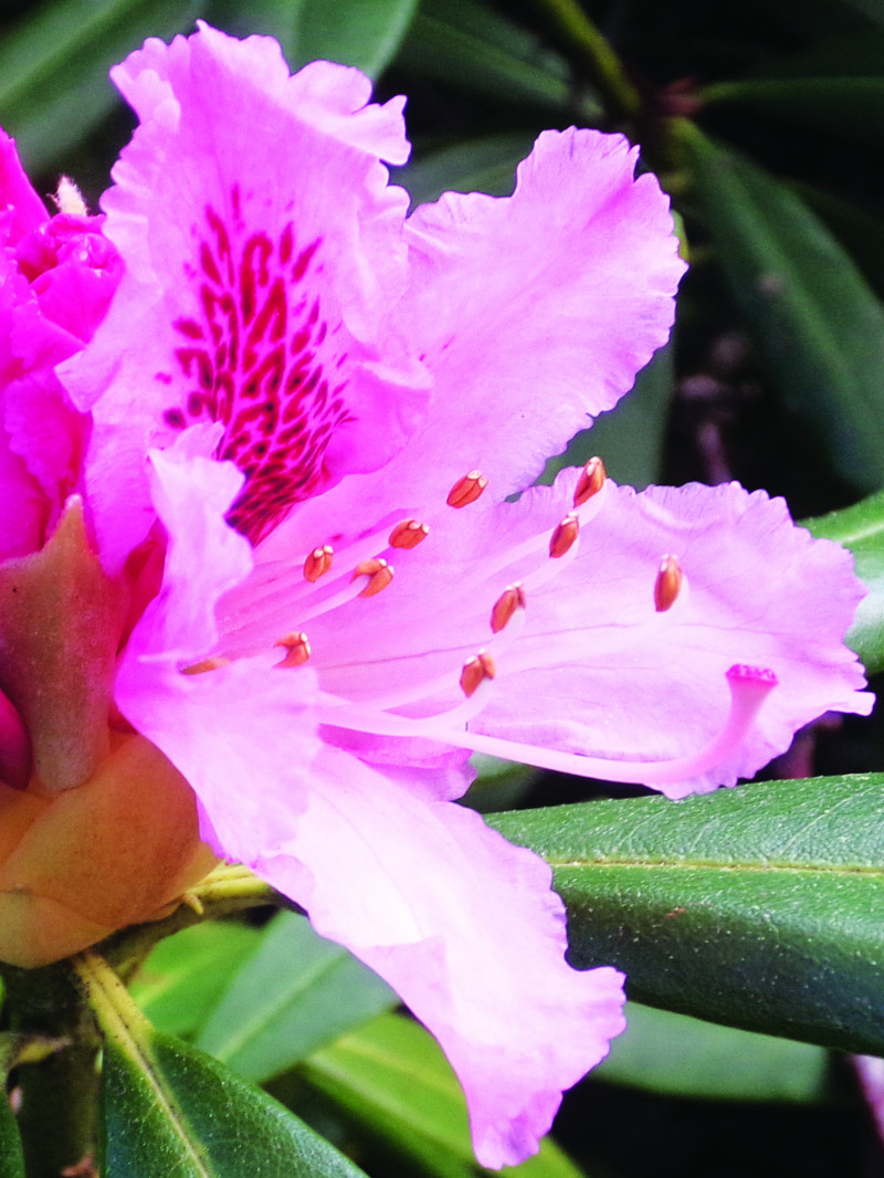 Dunedin Botanic Garden 11
