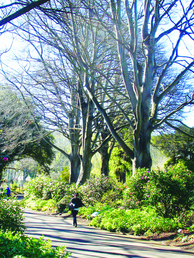 Dunedin Botanic Garden 5