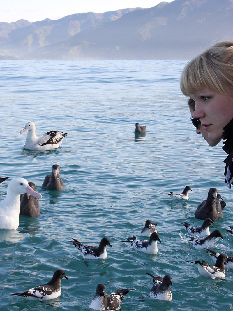 Albatross Encounter 1