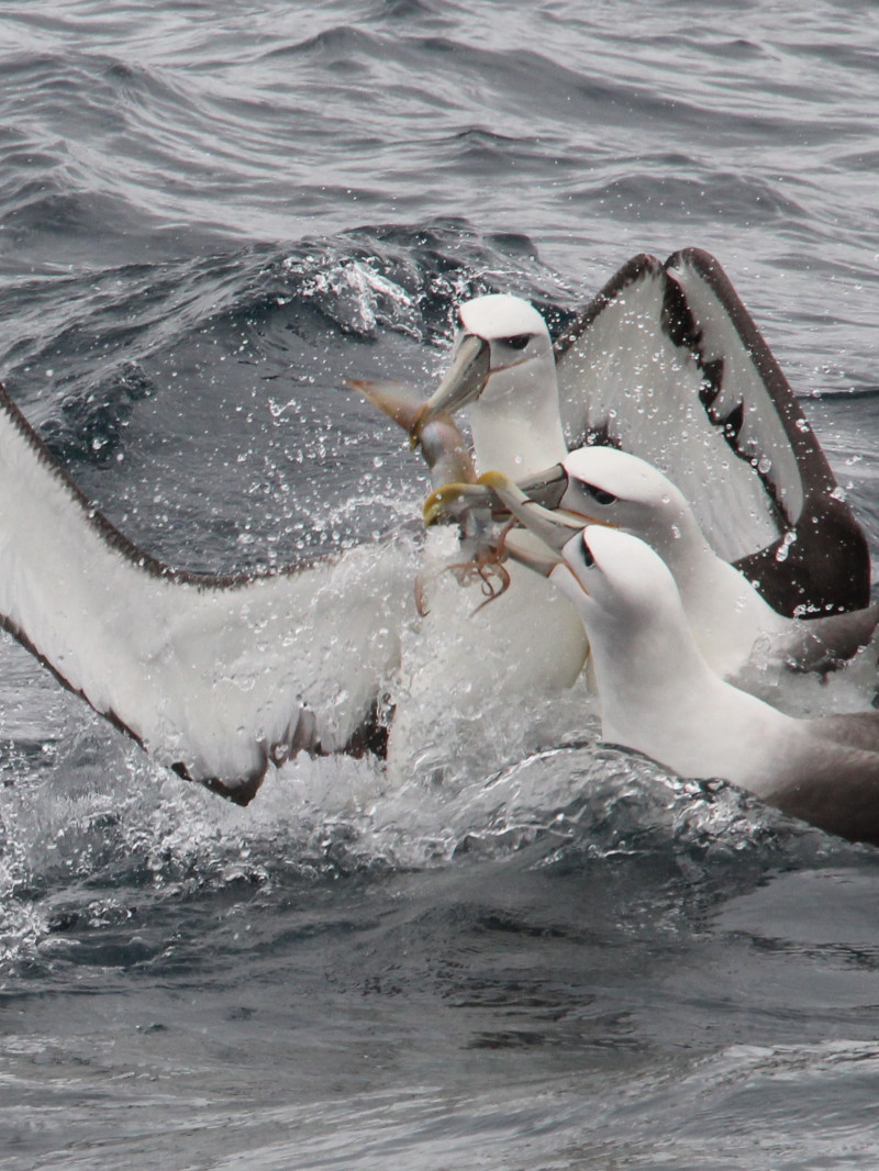 Albatross Encounter 4