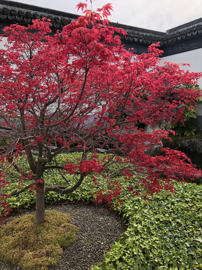 Lan Yuan Dunedin Chinese Garden 6