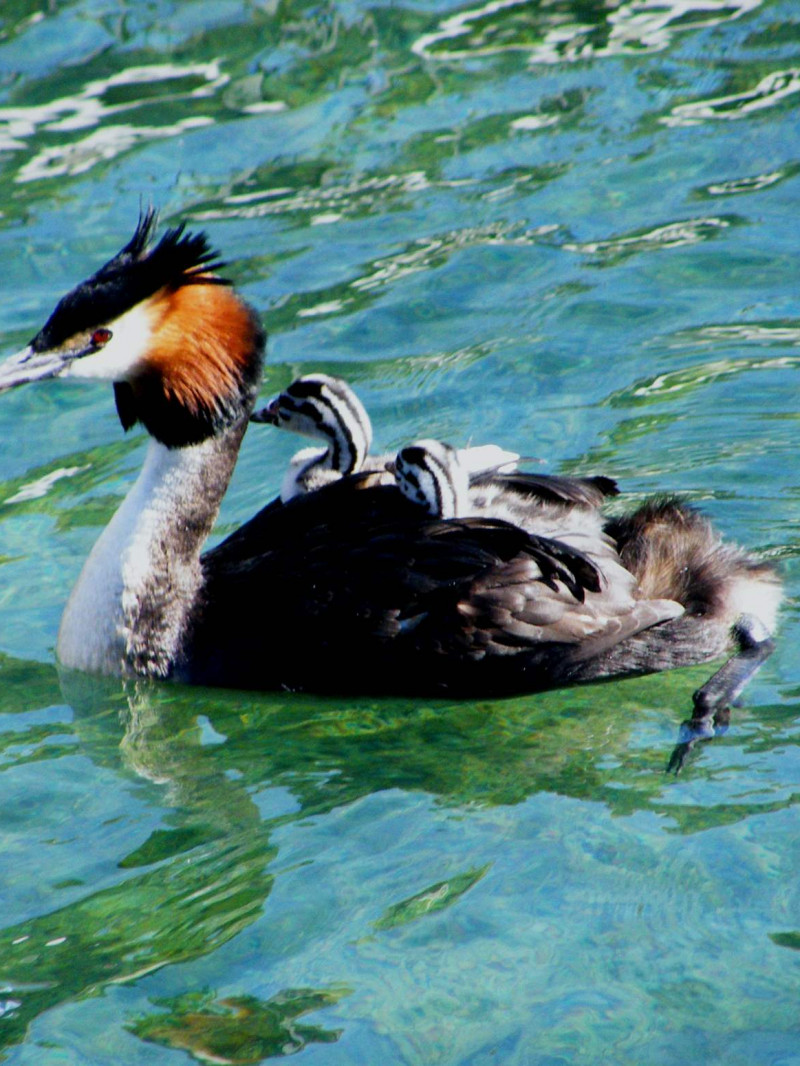 Queenstown Lake Cruise 1