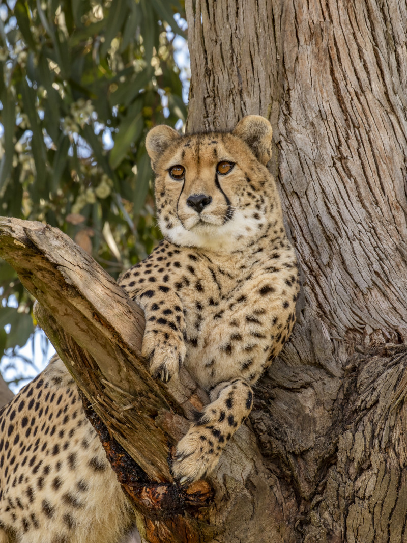 Orana Wildlife Park 1