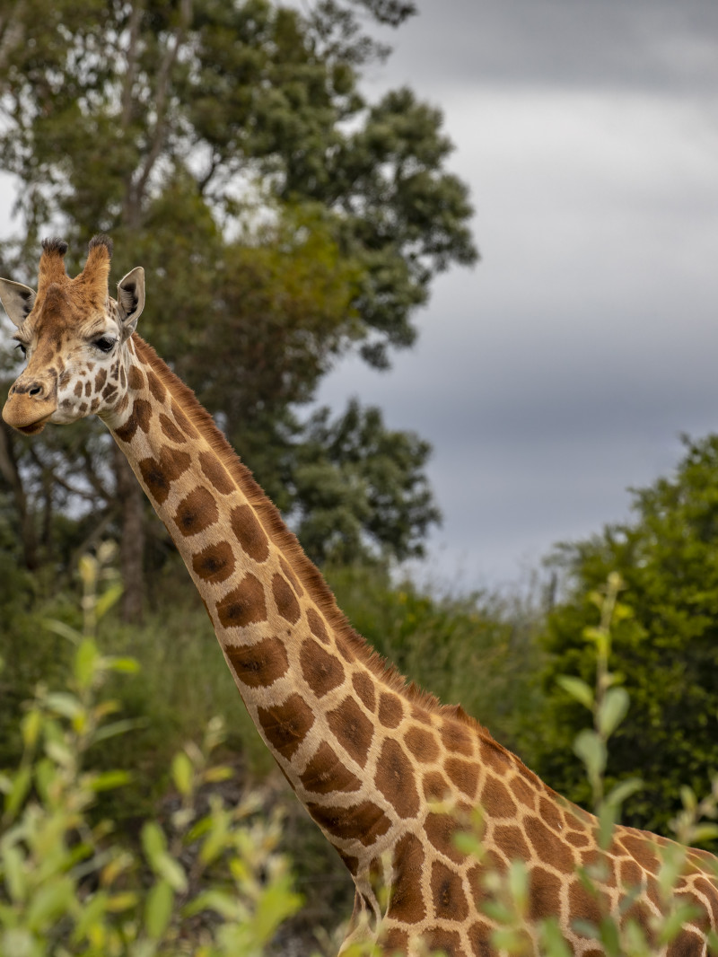 Orana Wildlife Park 4