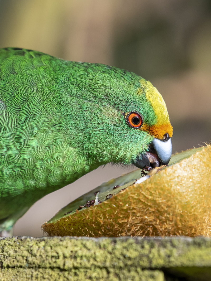 Orana Wildlife Park 6