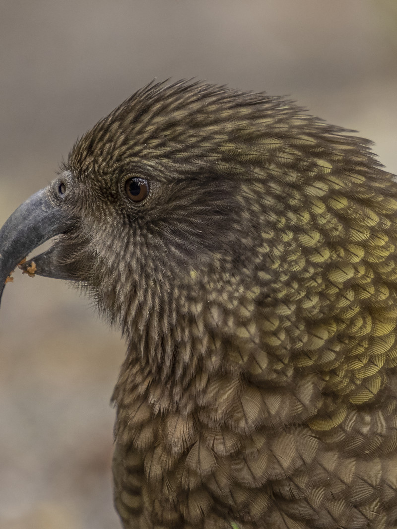Orana Wildlife Park 7