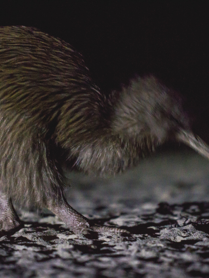 RealNZ Stewart Island Experience 2