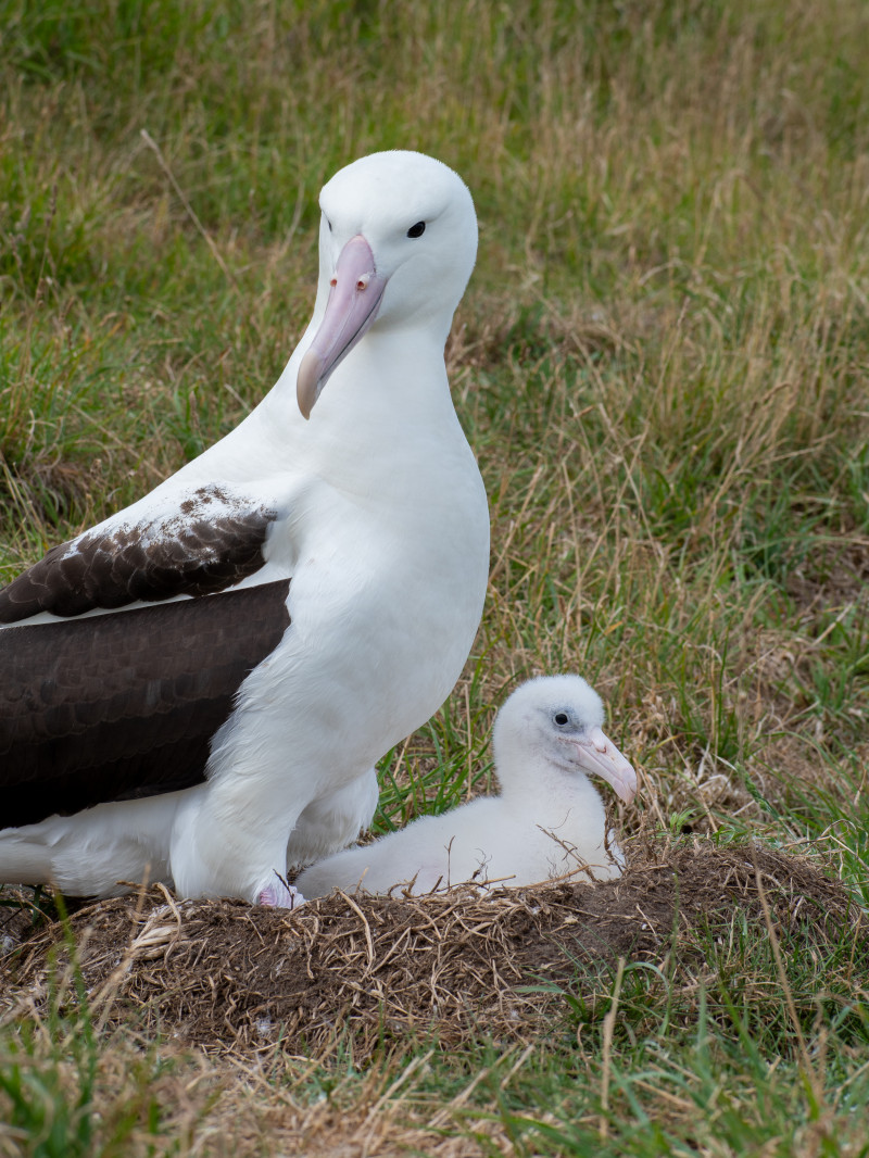 Classic Albatross Tour 1