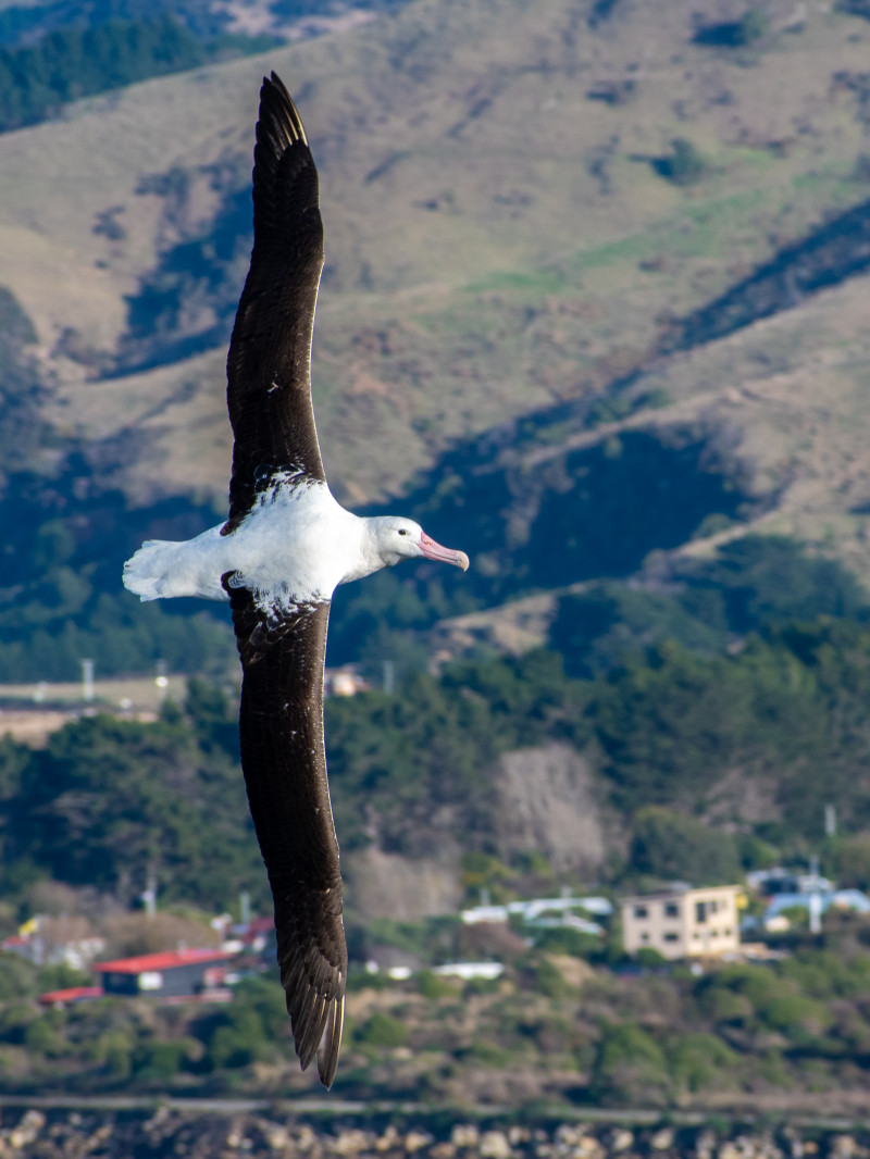 Classic Albatross Tour 2