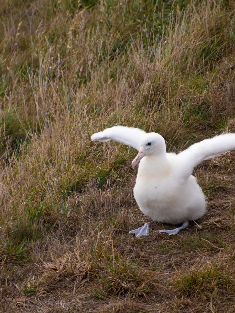 Classic Albatross Tour 3