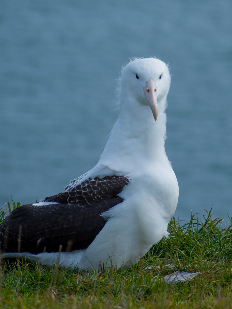Classic Albatross Tour 4