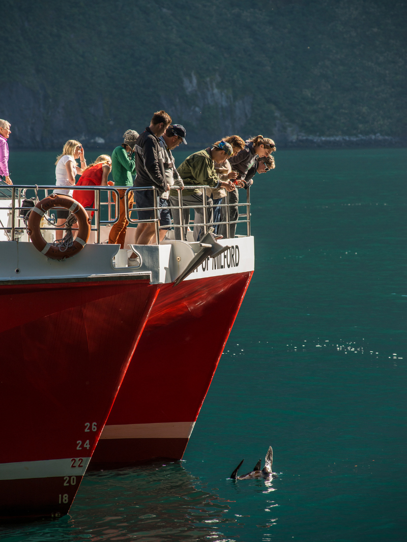 Southern Discoveries - Milford Sound Nature Cruise 3